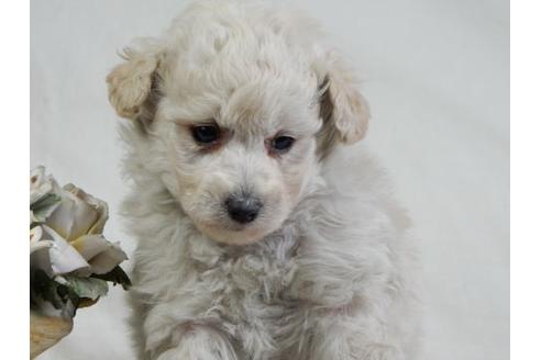 成約済の北海道のトイプードル-28787の3枚目