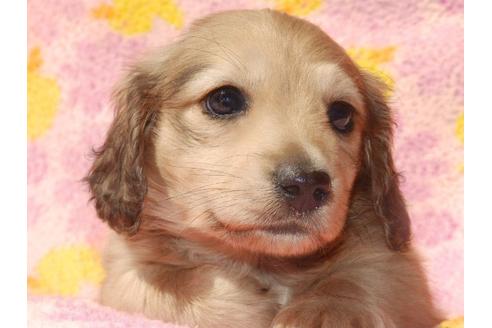 成約済の茨城県のミニチュアダックスフンド-28795の4枚目
