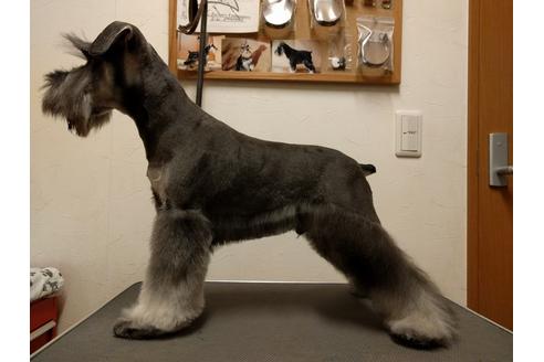 成約済の千葉県のミニチュアシュナウザー-24296