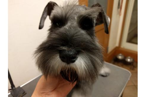 成約済の千葉県のミニチュアシュナウザー-24296の5枚目