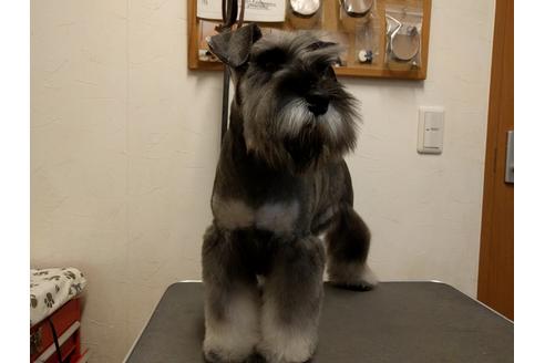 成約済の千葉県のミニチュアシュナウザー-24296の4枚目