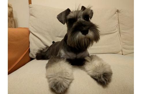 成約済の千葉県のミニチュアシュナウザー-24296の3枚目