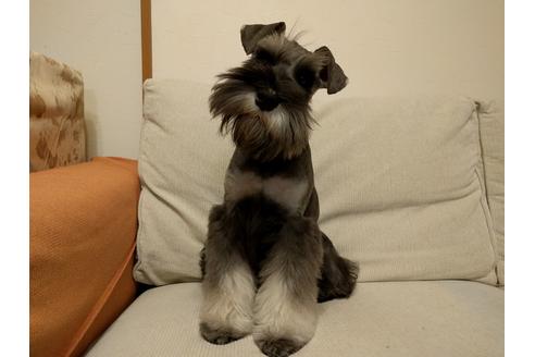 成約済の千葉県のミニチュアシュナウザー-24296の2枚目