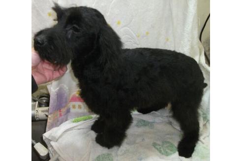成約済の岐阜県のミックス犬-23477の1枚目