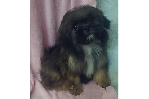 成約済の岐阜県のミックス犬-28803の3枚目