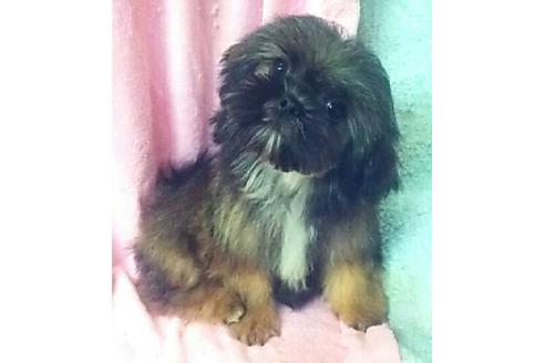 成約済の岐阜県のミックス犬-28803の2枚目