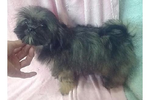 成約済の岐阜県のミックス犬-28803の1枚目