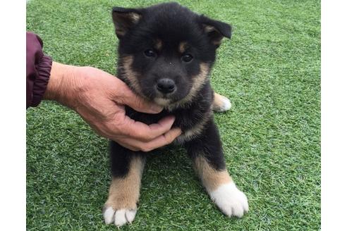 成約済の長崎県の柴犬-28060の3枚目