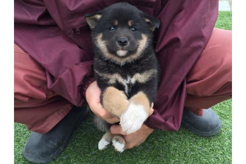 成約済の長崎県の柴犬-28060の2枚目