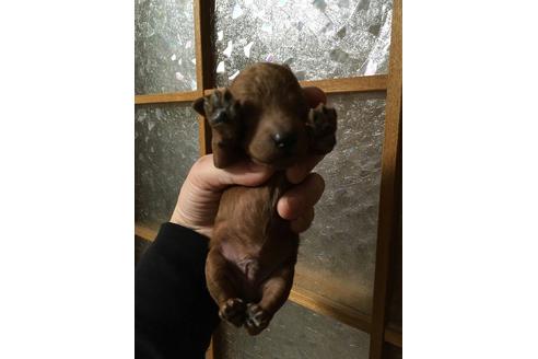 成約済の山口県のタイニープードル-28535の2枚目