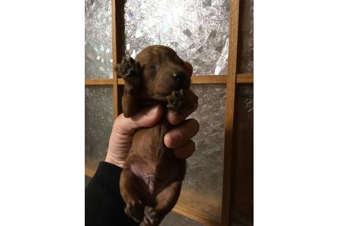 成約済の山口県のタイニープードル-28535の1枚目