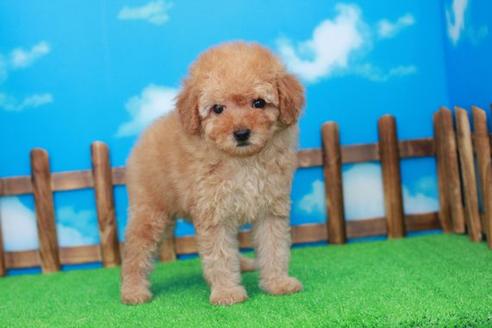 成約済の滋賀県のトイプードル-28854の2枚目