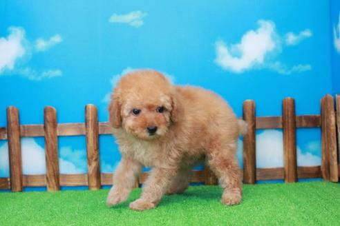 成約済の滋賀県のトイプードル-28854の1枚目