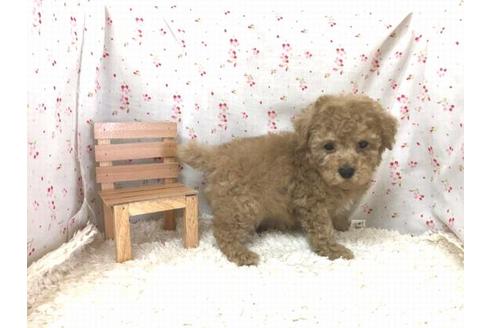 成約済の滋賀県のトイプードル-28856の2枚目