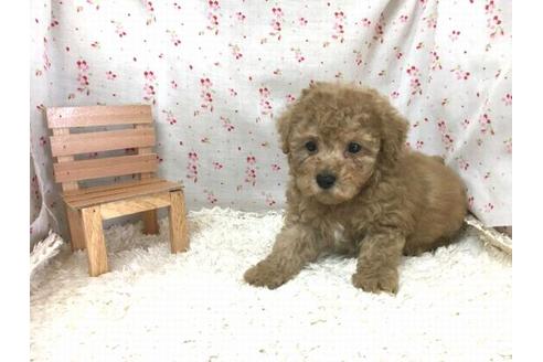 成約済の滋賀県のトイプードル-28856の1枚目