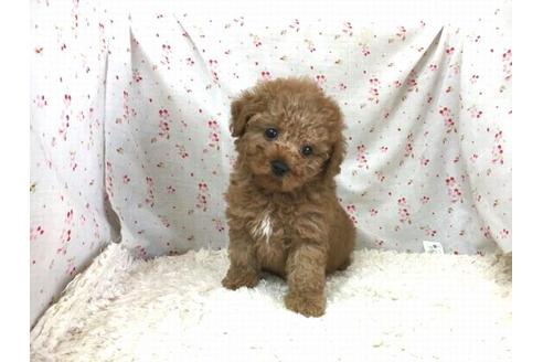 成約済の滋賀県のトイプードル-28857の2枚目