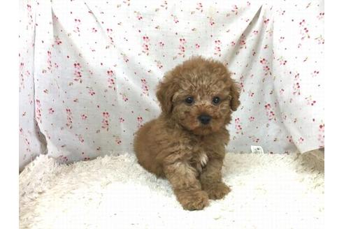 成約済の滋賀県のトイプードル-28857の1枚目