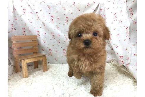 成約済の滋賀県のトイプードル-28858の2枚目