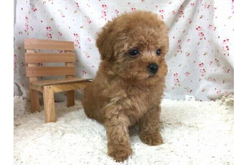 成約済の滋賀県のトイプードル-28858の1枚目