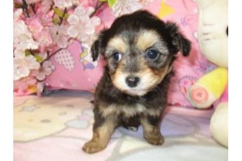 成約済の鹿児島県のミックス犬-28863の3枚目