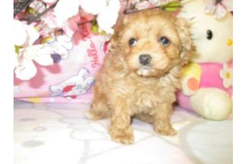 成約済の鹿児島県のミックス犬-28865の2枚目