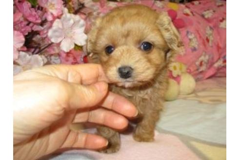 成約済の鹿児島県のミックス犬-28865の4枚目