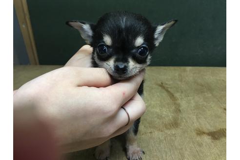 成約済の山梨県のチワワ-28888の3枚目