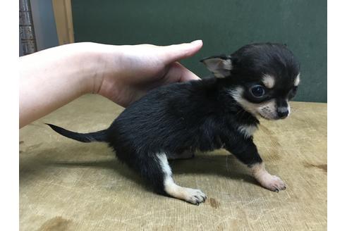 成約済の山梨県のチワワ-28888の2枚目