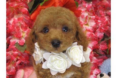 成約済の茨城県のトイプードル-28899の4枚目