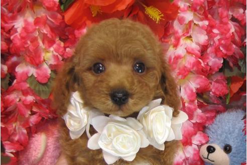 成約済の茨城県のトイプードル-28899の2枚目