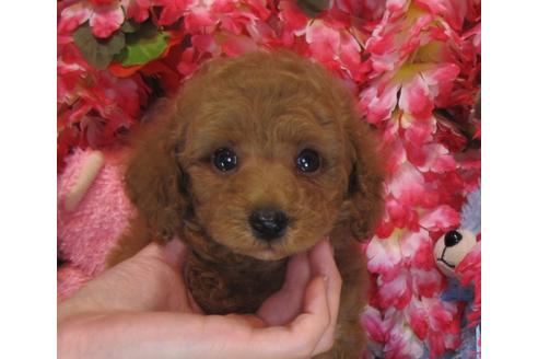 成約済の茨城県のトイプードル-28899の3枚目