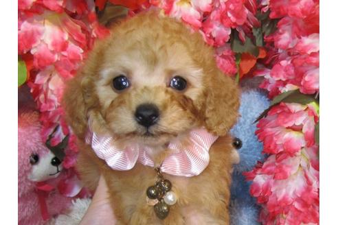 成約済の茨城県のトイプードル-28900の1枚目