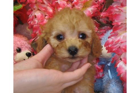 成約済の茨城県のトイプードル-28900の3枚目