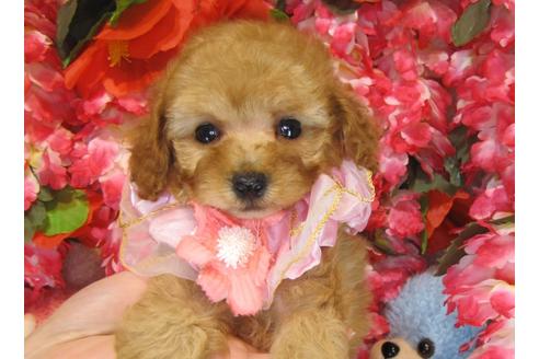 成約済の茨城県のトイプードル-28901の1枚目