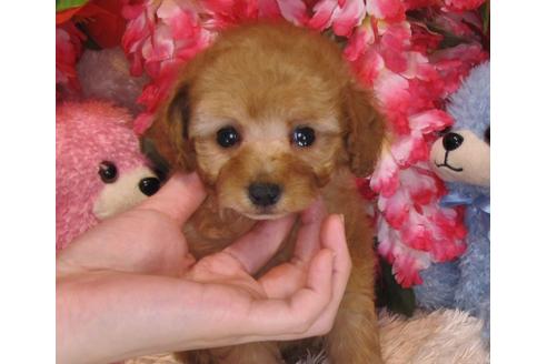 成約済の茨城県のトイプードル-28901の3枚目