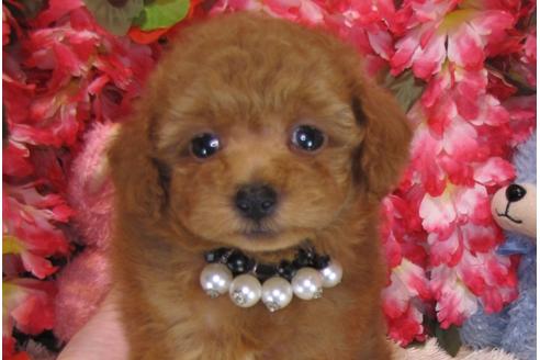 成約済の茨城県のトイプードル-28902の1枚目