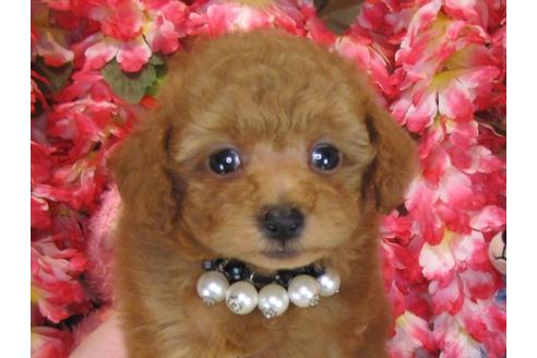 成約済の茨城県のトイプードル-28902の2枚目