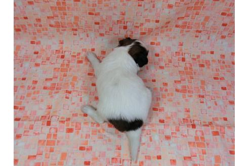 成約済の千葉県のパピヨン-28913の1枚目
