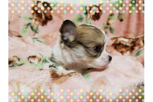 成約済の長崎県のチワワ(ロングコート)-28937の2枚目