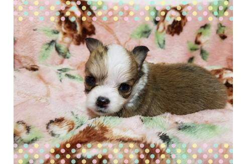 成約済の長崎県のチワワ(ロングコート)-28937の1枚目