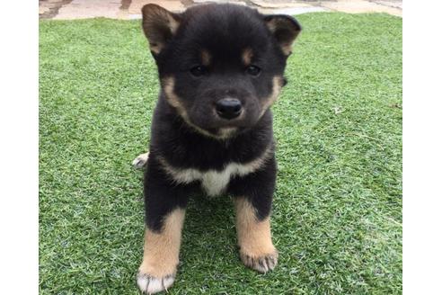 成約済の長崎県の柴犬-28059の4枚目