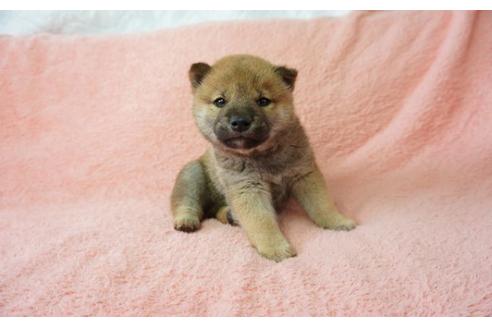 成約済の奈良県の柴犬-28171の4枚目