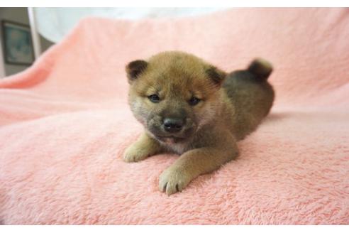成約済の奈良県の柴犬-28171の5枚目