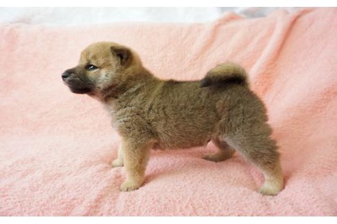 成約済の奈良県の柴犬-28171の1枚目