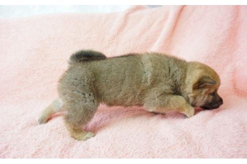 成約済の奈良県の柴犬-28171の2枚目