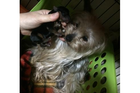 成約済の福岡県のヨークシャーテリア-28526の1枚目