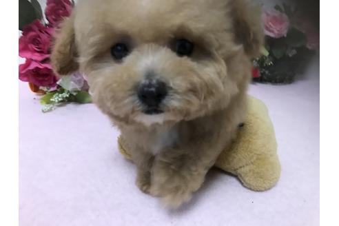 成約済の大阪府のトイプードル-28990の1枚目