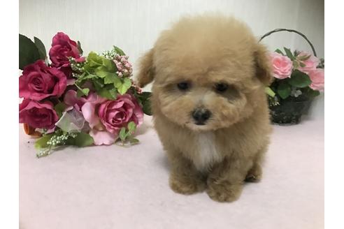 成約済の大阪府のトイプードル-28990の2枚目