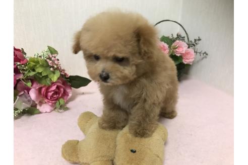成約済の大阪府のトイプードル-28990の3枚目