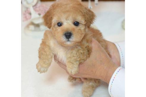 成約済の埼玉県のトイプードル-27730の1枚目